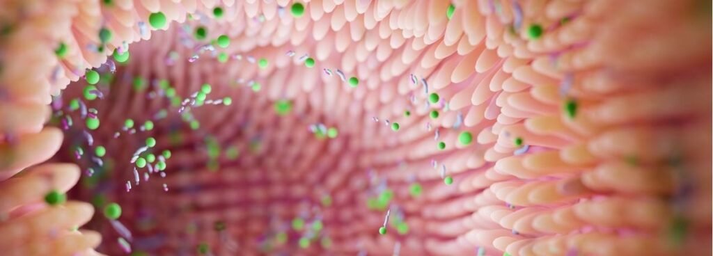 equilibrio bacteriano sibo